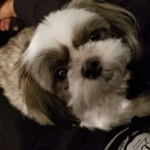 Meet your Posher, Ralph